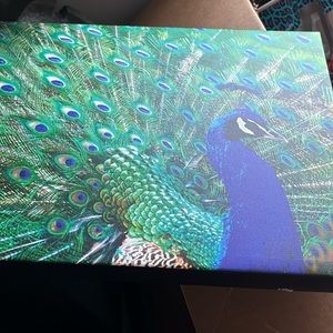 Peacock picture